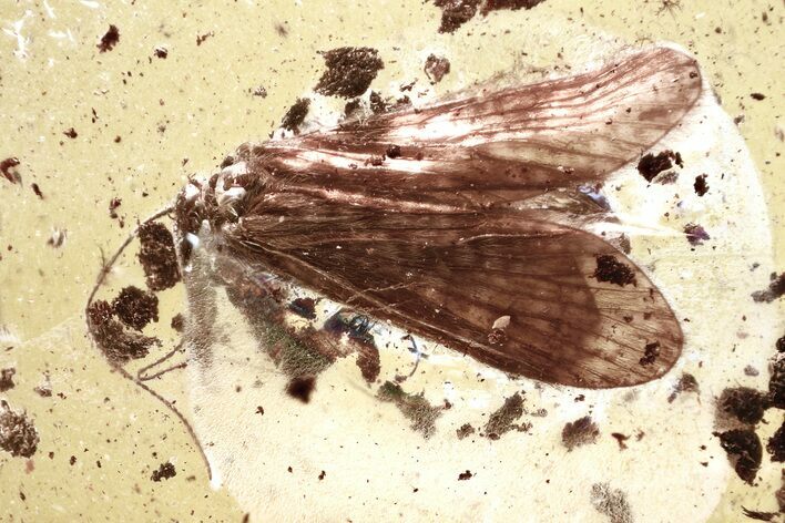Detailed Fossil Caddisfly (Trichoptera) In Baltic Amber #372494